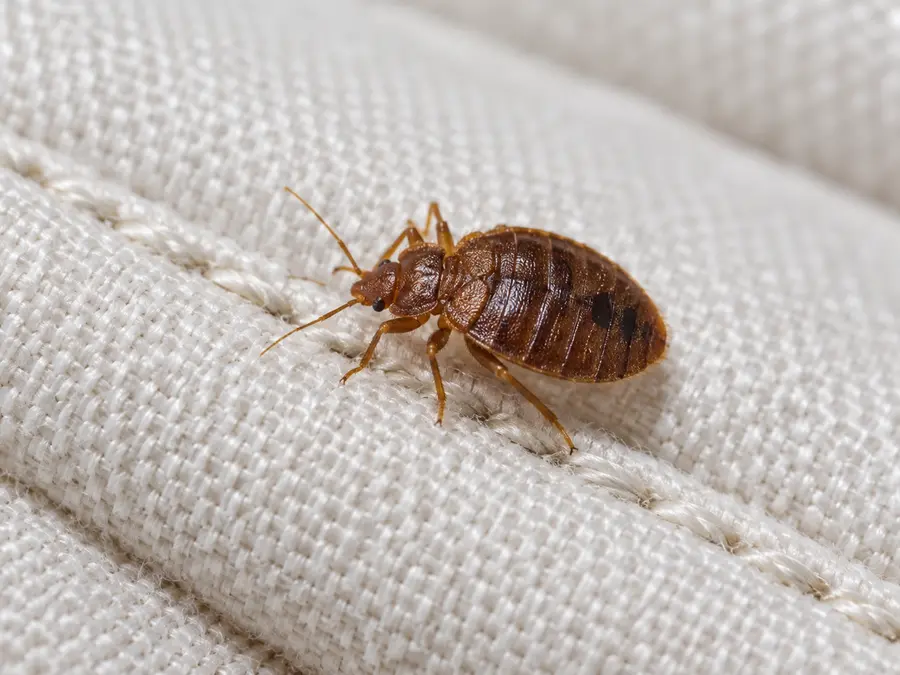 Close-up of a bed bug on a mattress seam