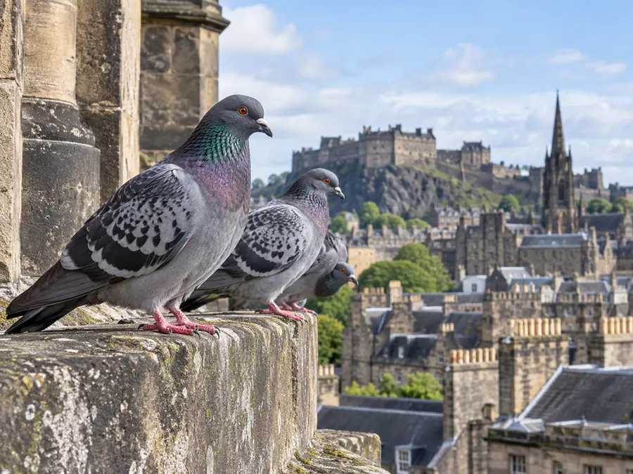Pigeons on a building ledge overlooking Edinburgh