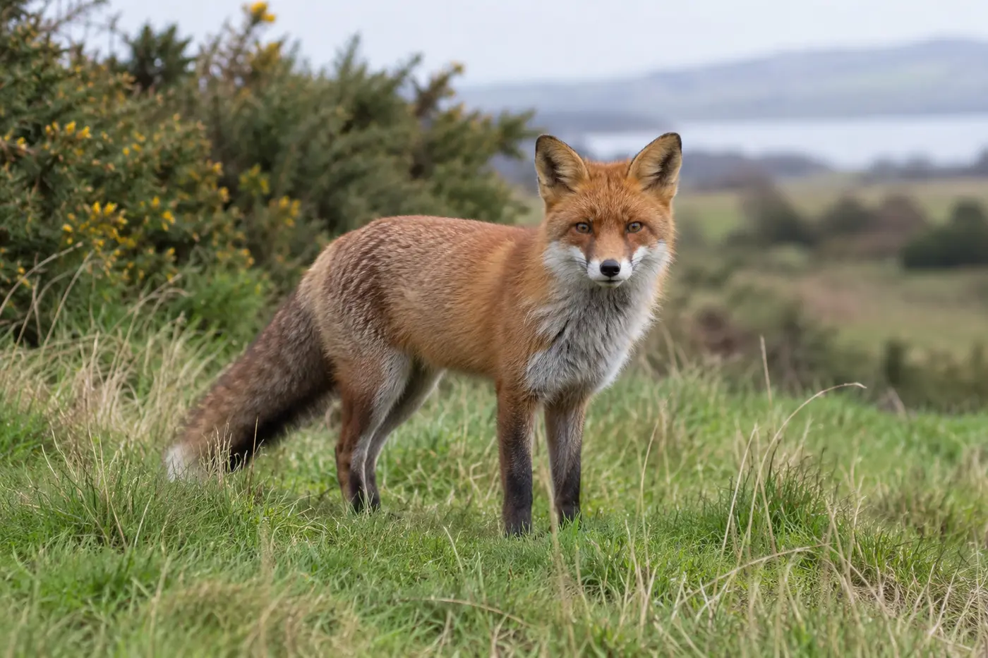 Red fox in rural grassland near Edinburgh