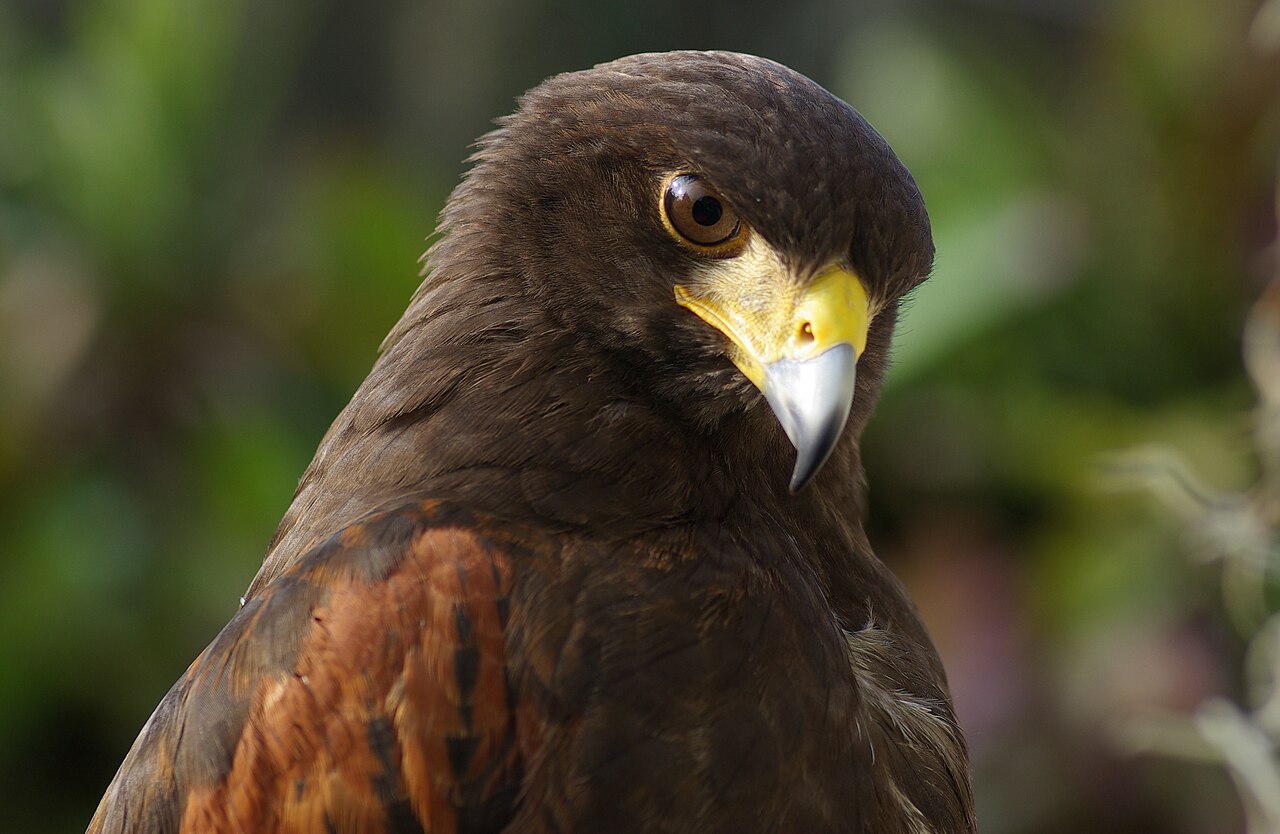 Harris's hawk used in professional falconry