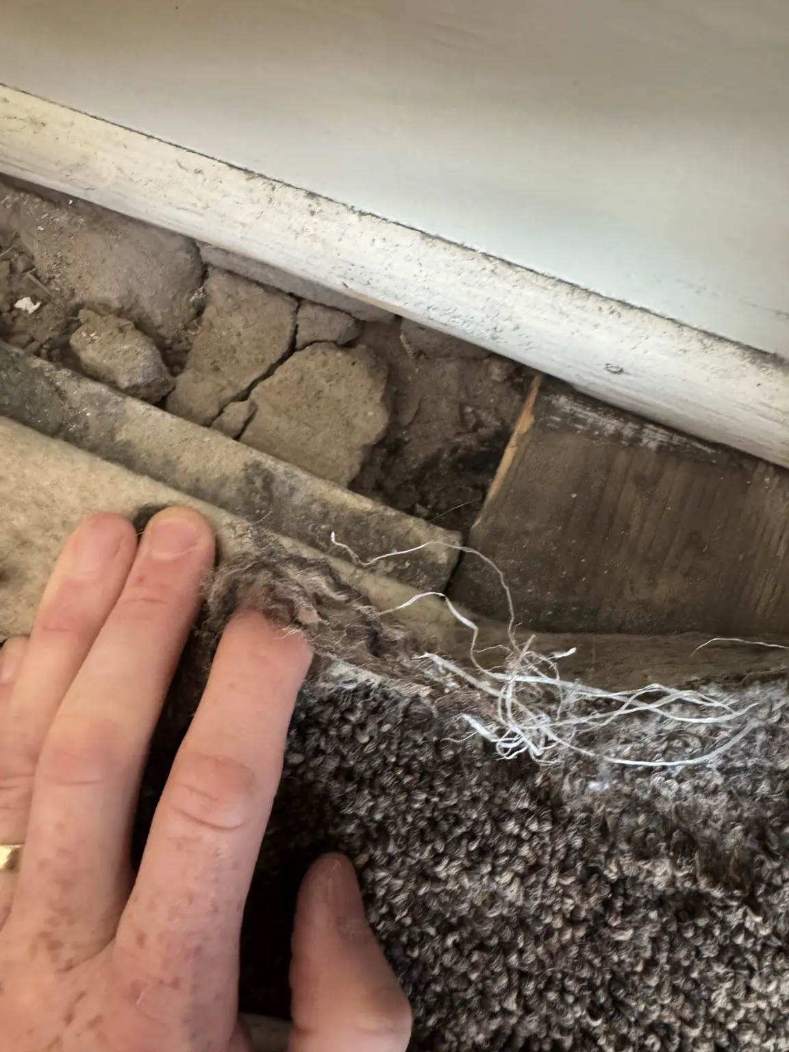Rodent entry gap identified beneath a carpet beside a skirting board during an inspection