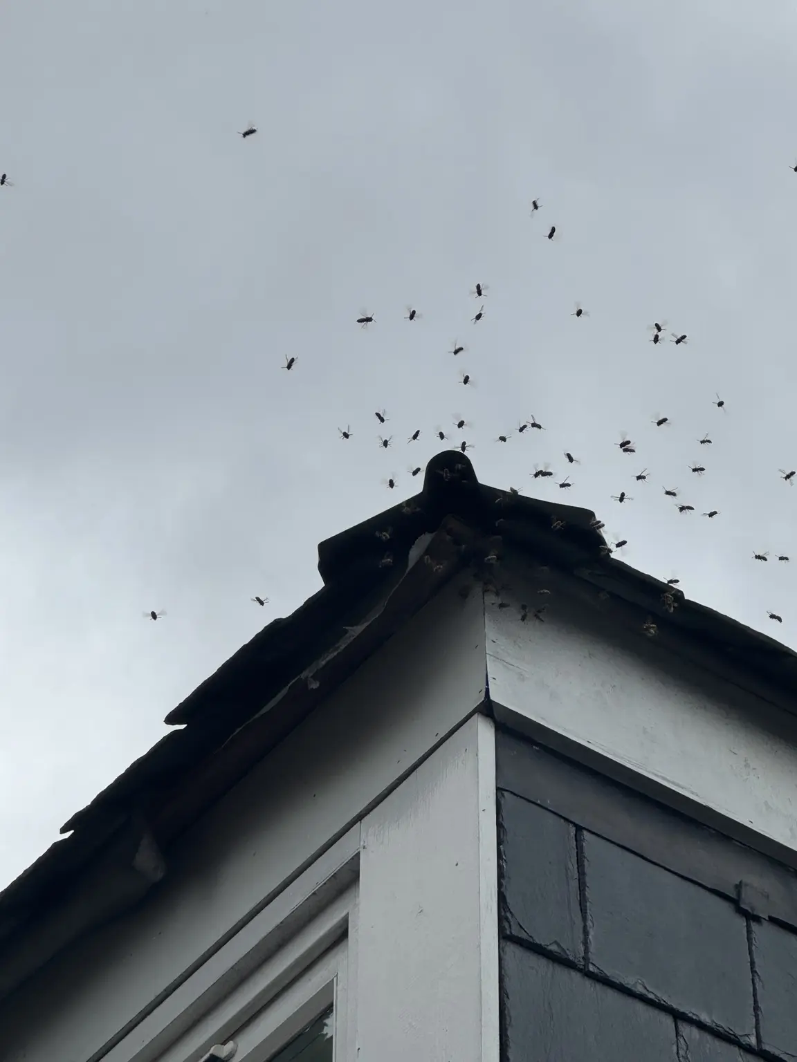 Heavy wasp flight activity around the roofline of a property