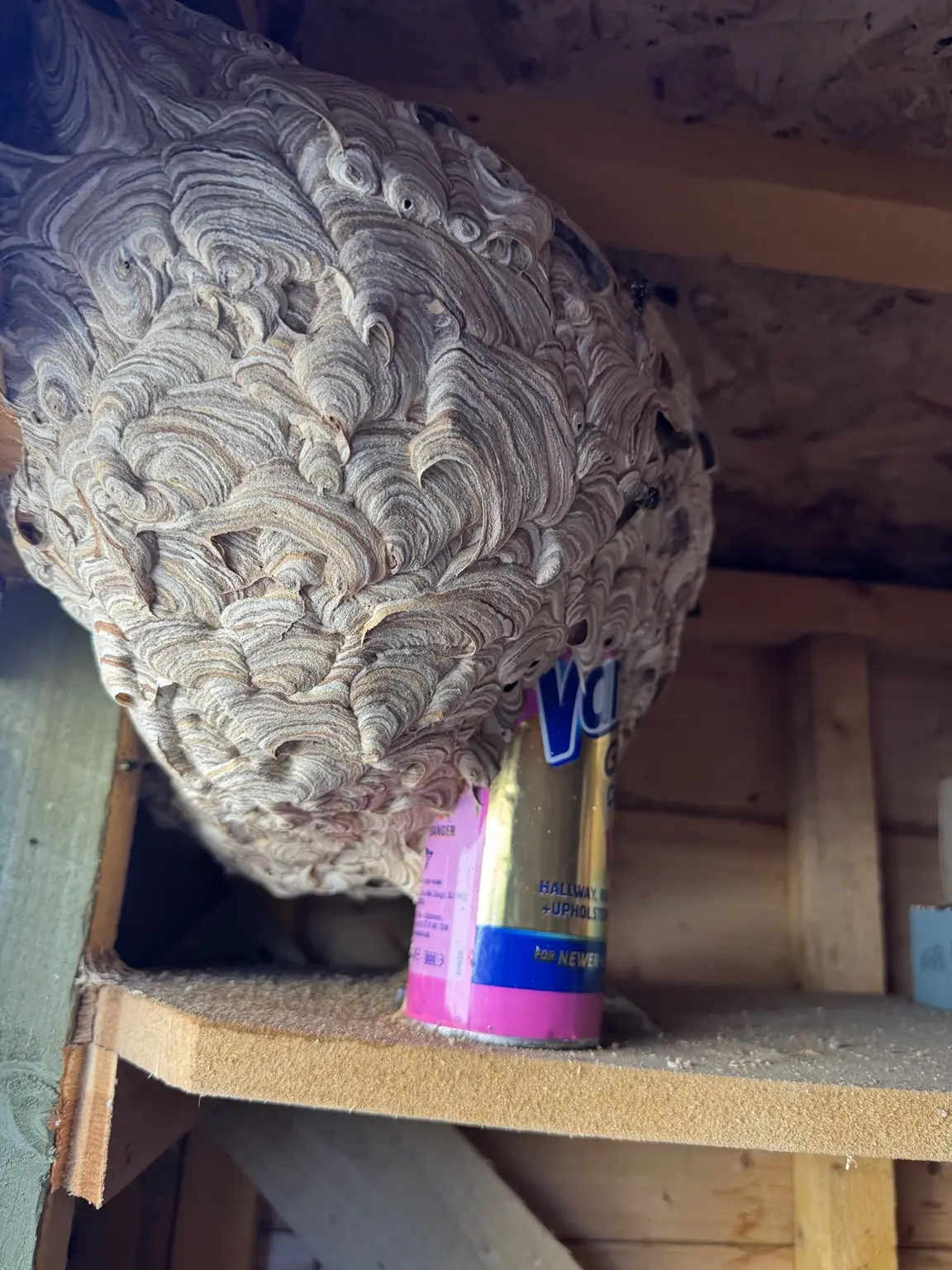 Large mature wasp nest discovered inside a timber shed during a pest control visit